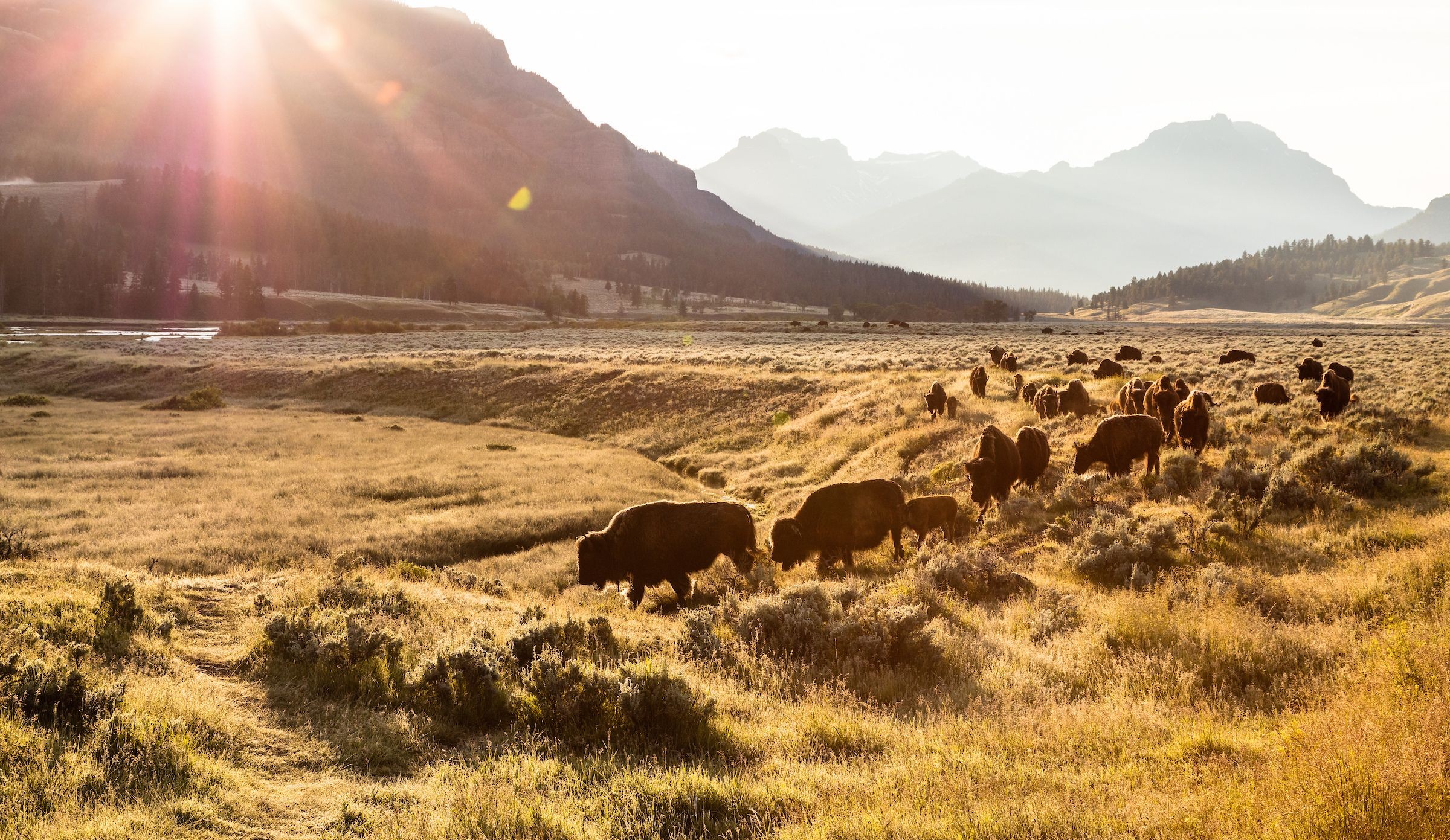 Boson at sunrise in lamar valley yellowstone national park