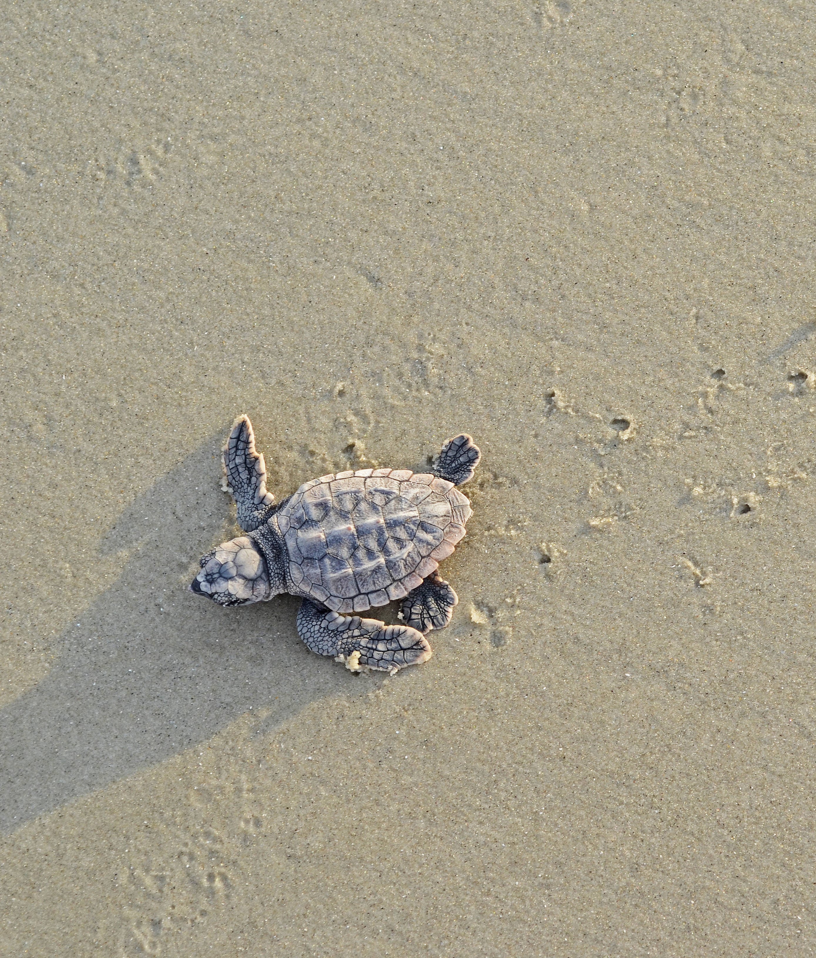 Loggerhead Sea Turtle