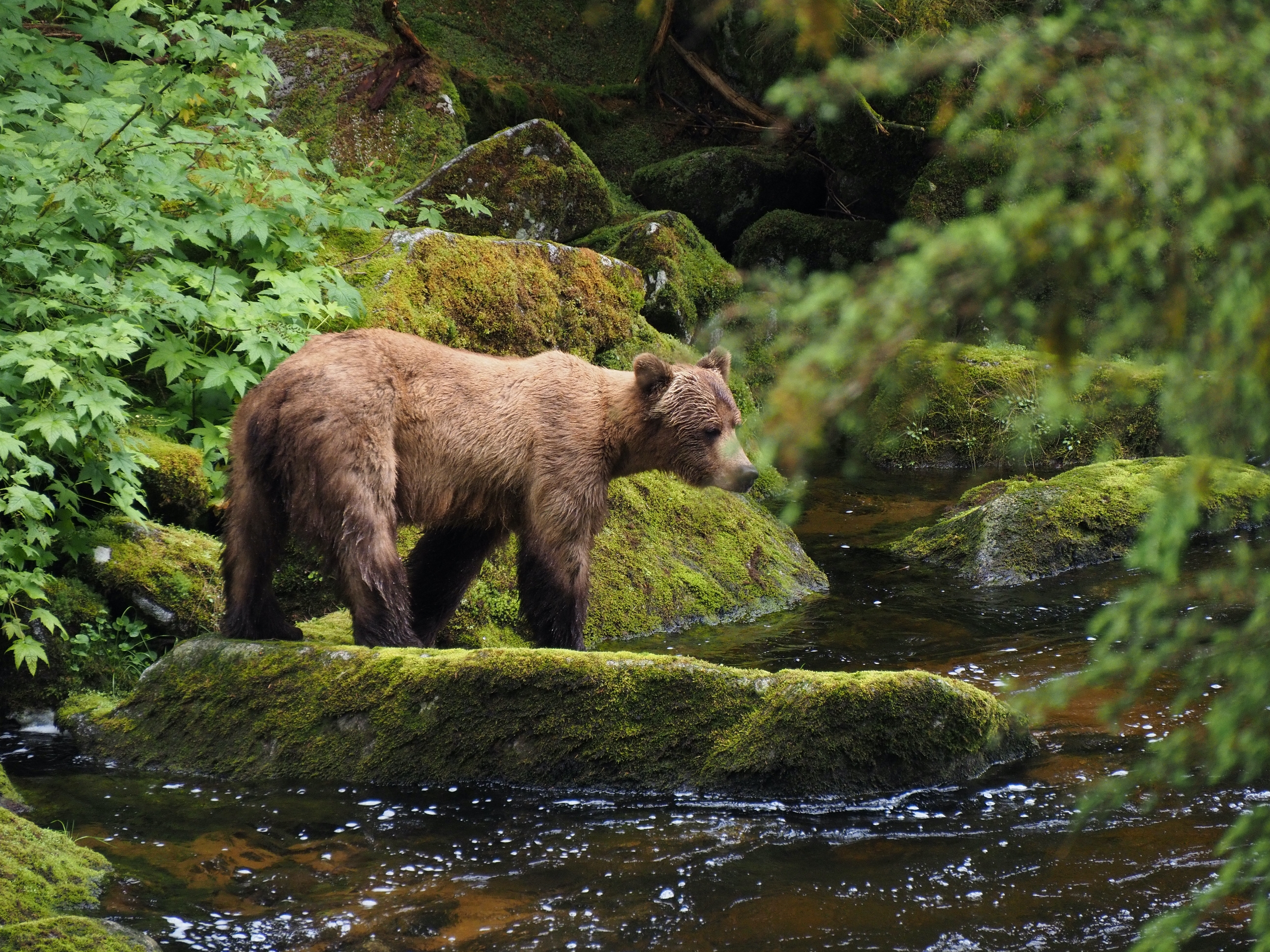 Brown Bear at Anan Creek