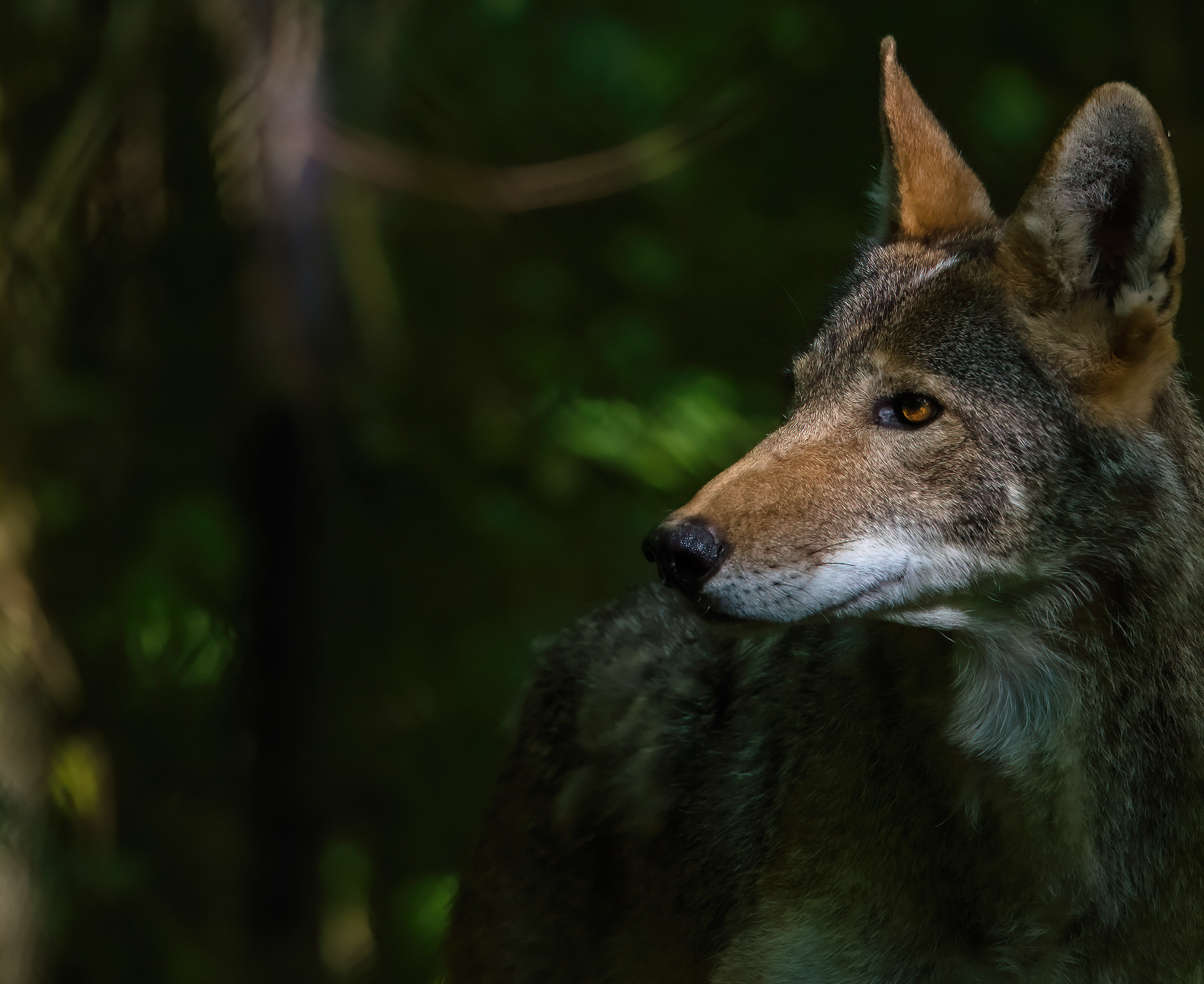Male wolf in profile view.