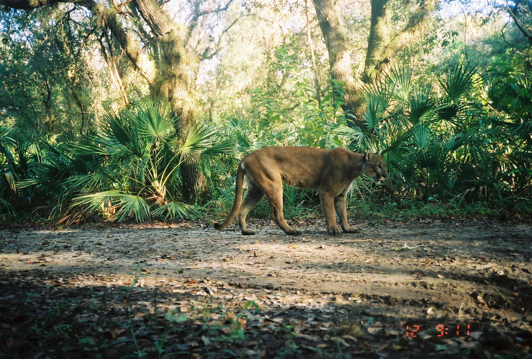 Florida Panther in Florida Panther National Wildlife Refuge