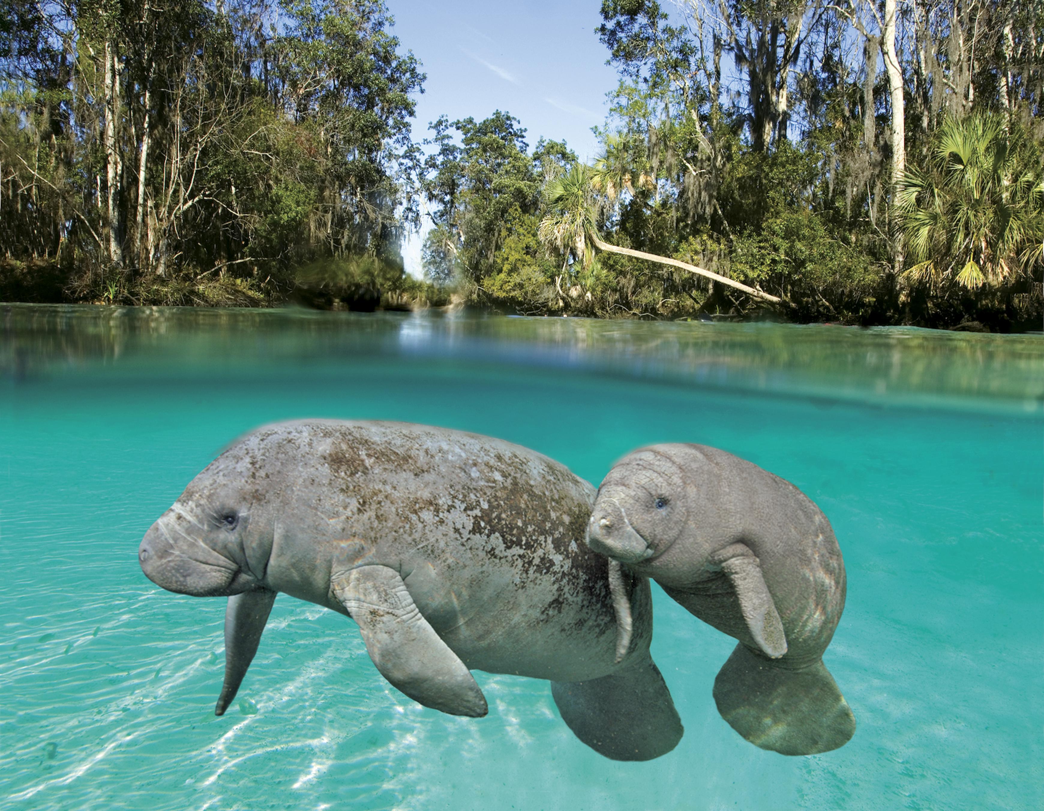 Manatee Mother and Calf