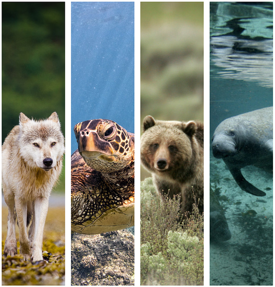 Composite image of a wolf, sea turtle, bear, and manatee.